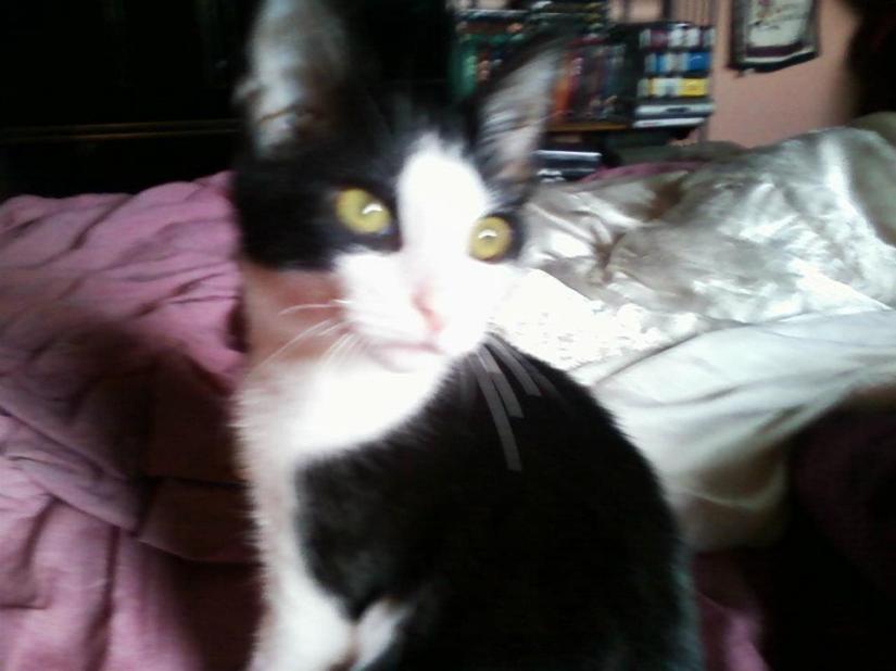 380429_2868375315387_393173336_n