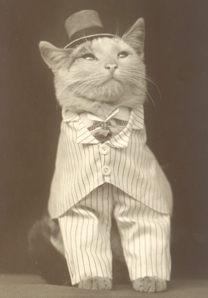A cat dressed for a fancy wedding